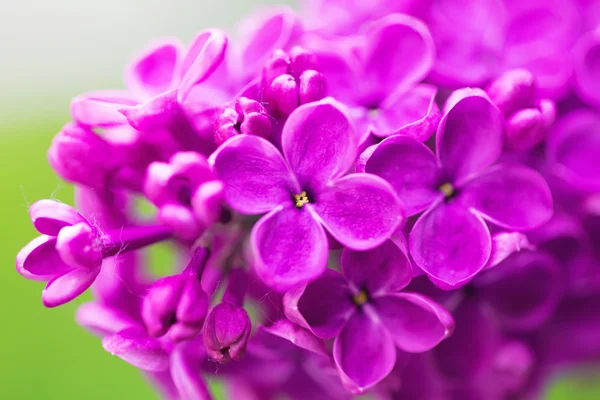 Levendige lente bloesem van lila, groene verse achtergrond. — Stockfoto