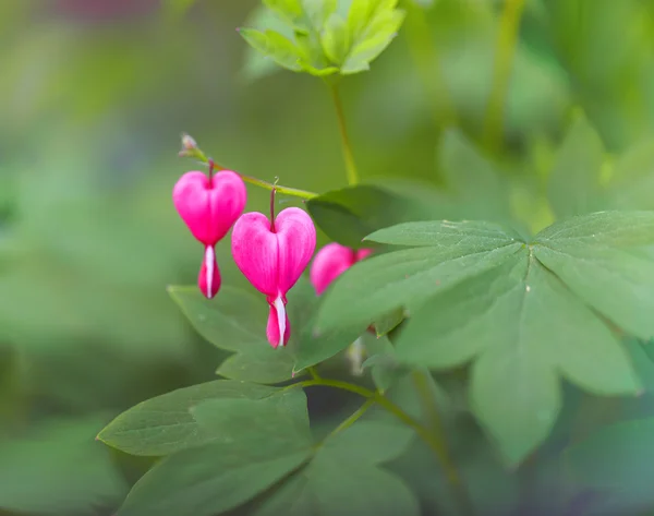 Canlı çiçek yakından bakınca, dicentra çiçekler.