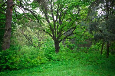 Yağmurdan sonra canlı yeşil bitkiler.