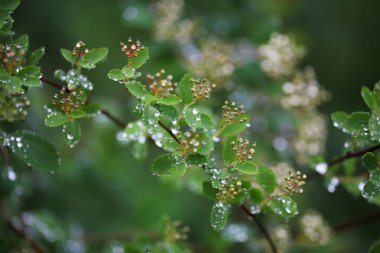 Yağmur kaplı sonra canlı yeşil çalılar boncuk su.