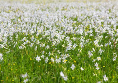 Doğal çiçek tarhı, beyaz taze narsis..