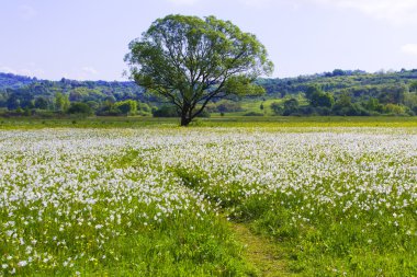 Doğal çiçek tarhı, beyaz taze narsis..