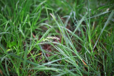 Raindrops tarafından kapalı yağmur sonra canlı yeşil çimen.