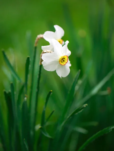 White Flowers Narcissus Beautiful Spring Meadow — Stock Photo, Image