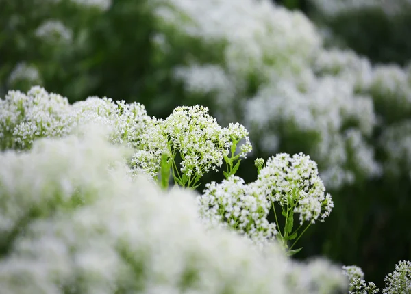 Natuurlijke Bloem Achtergrond Witte Carum Carvi — Stockfoto