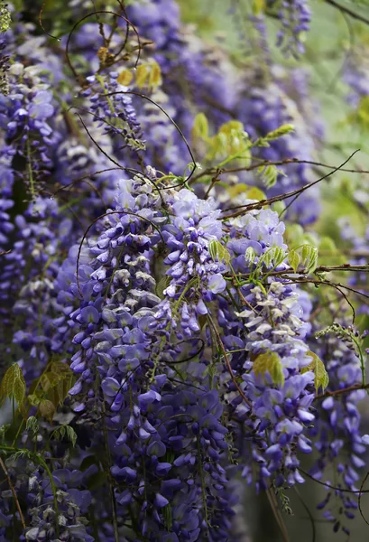 Macro blauweregen bloemen, natuurlijke achtergrond. — Stockfoto