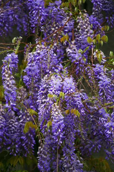 Macro blauweregen bloemen, natuurlijke achtergrond. — Stockfoto