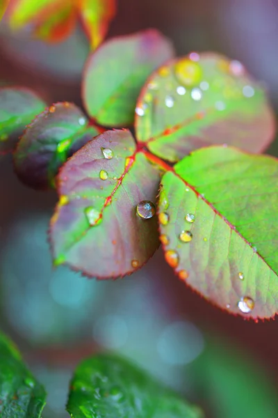 Güzel doğal arka plan, yağmur damlaları yeşil su bırak