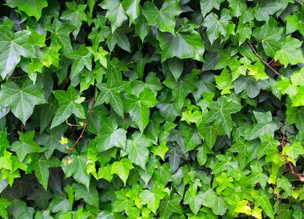 Зеленый плющ листья вблизи фона . — стоковое фото