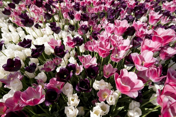 Tulip Festival in Istanbul — Stock Photo, Image