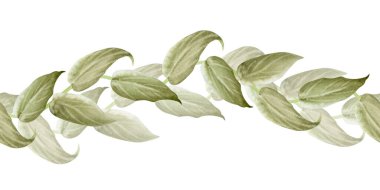 Suluboya, beyaza izole edilmiş, dikişsiz bir sınıra tırmanıyor. Thunbergia tropikal sürüngen bitkisi. Egzotik doğa çiçekleri için. Yeşil yapraklı Liana tekrar pankart.