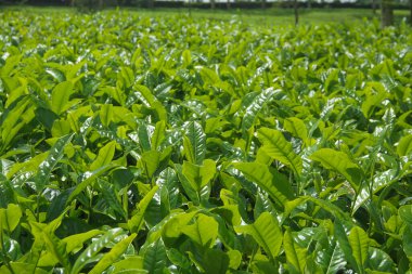 Taze Yeşil Çay Tarlası, Genç Çay Yaprakları