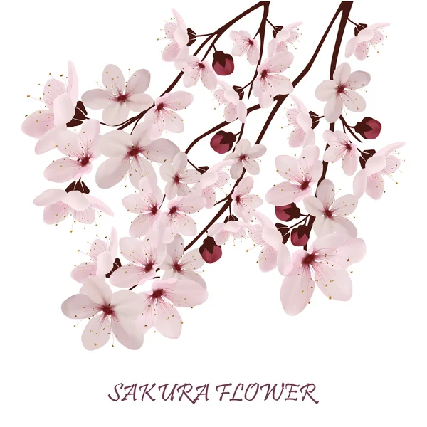 Sakura çiçek illüstrasyon vektör.
