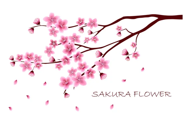 Sakura çiçek illüstrasyon vektör.