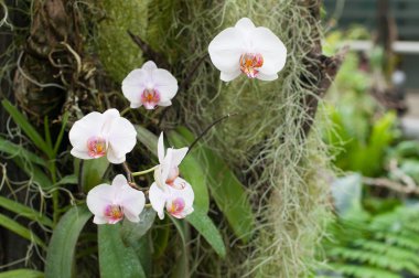 Güzel inanılmaz orhids 