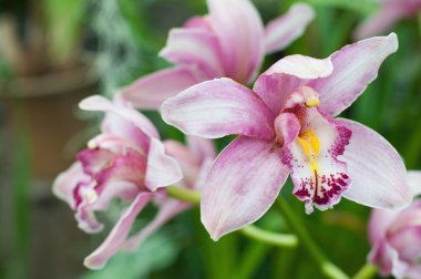 Güzel inanılmaz orhids 