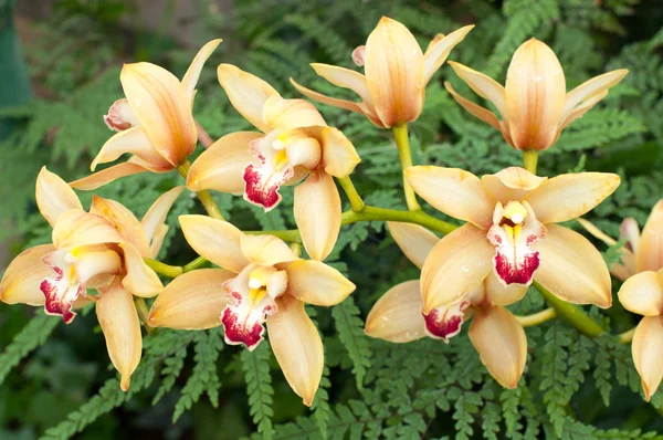 Güzel inanılmaz orhids 