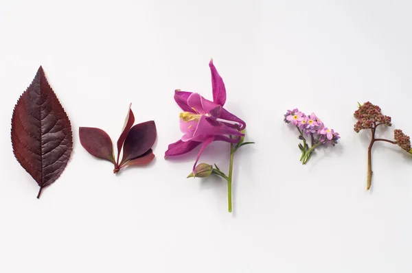 Beyaz arka plan üzerinde bitkiler