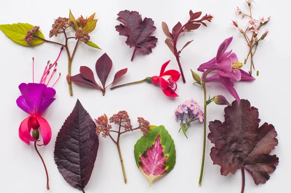 Beyaz arka plan üzerinde bitkiler