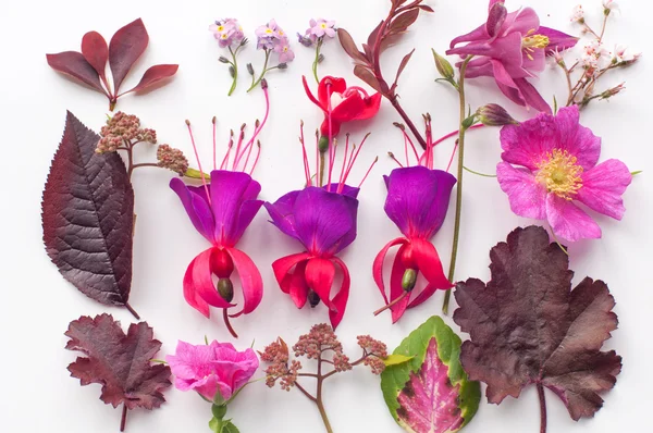 Beyaz arka plan üzerinde bitkiler