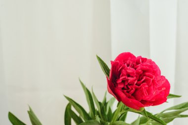 İlkbahar-Yaz kavramı, kırmızı Şakayık bud boşaltmak bir beyaz zemin üzerine