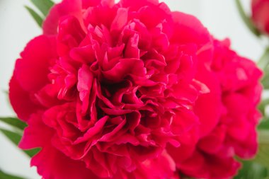 İlkbahar-Yaz kavramı, kırmızı Şakayık bud makro çekimleri