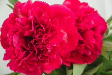 İlkbahar-Yaz kavramı, kırmızı Şakayık bud makro çekimleri