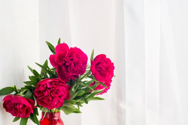Spring-summer concept, a red peony bouquet on a white background with copyspace — Stock Photo, Image