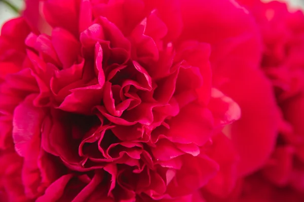 Macro shoot of red peony bud — Stock Photo, Image