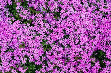 Üstten Görünüm çiçek phlox subulata arka plan olarak
