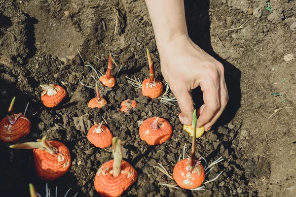 Hands planting bulb of gladiolus in garden — Stock Photo, Image