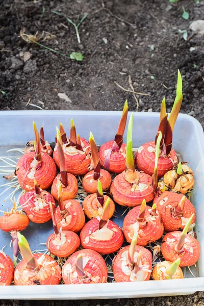 Gladiolus bulbs before planting in plastic box — Stock Photo, Image