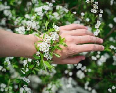 doğal bilezik beyaz çiçek açan erkeçsakalı kolundaki