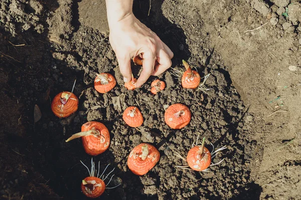 Mãos plantando bulbo de gladiolus no jardim — Fotografia de Stock