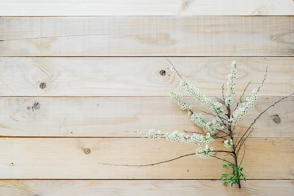 Vista superior sobre fondo de madera rama floreciente spirea — Foto de Stock