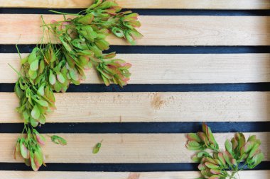 ahşap arka plan üzerinde akçaağaç tohumu