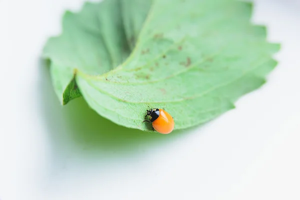 Coccinelle nouveau-née sans taches — Photo