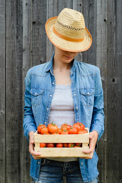 Урожай свежих помидоров — стоковое фото