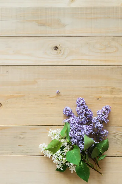 Lila blanca y púrpura — Foto de Stock