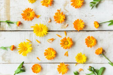 calendula çiçekler