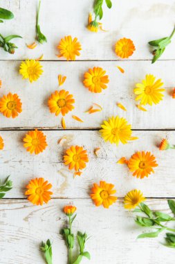 calendula çiçekler