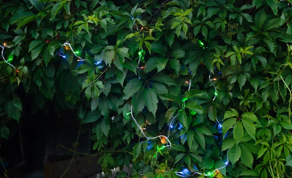 Garlands on green leaves — Stock Photo, Image