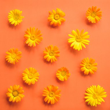 calendula çiçekler