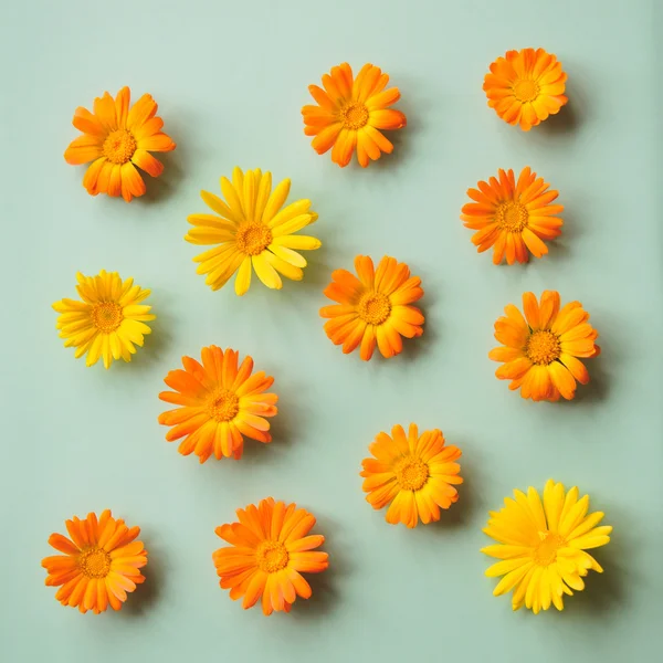 calendula çiçekler