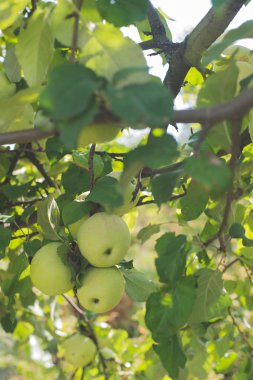 Bahçedeki elma ağaçları