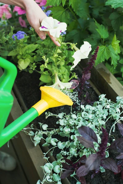 Joven Mujer Caucásica Jardinero Plantación Flores Maceta Contenedor Madera Exterior — Foto de Stock