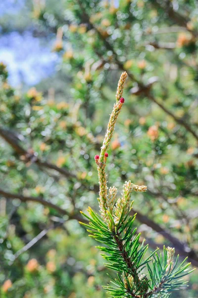 春の松芽の新しい若い芽を持つクローズアップ支店 環境保護と新しい生活の概念 垂直マクロストックフォトイメージ — ストック写真