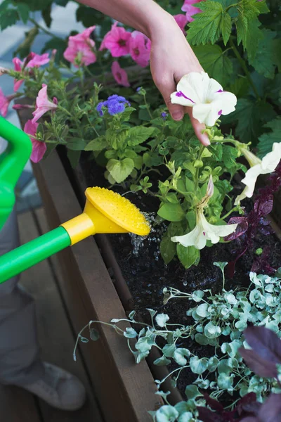 Young Caucasian Woman Gardener Planting Flowers Wooden Container Pot Outdoors — Stock Photo, Image