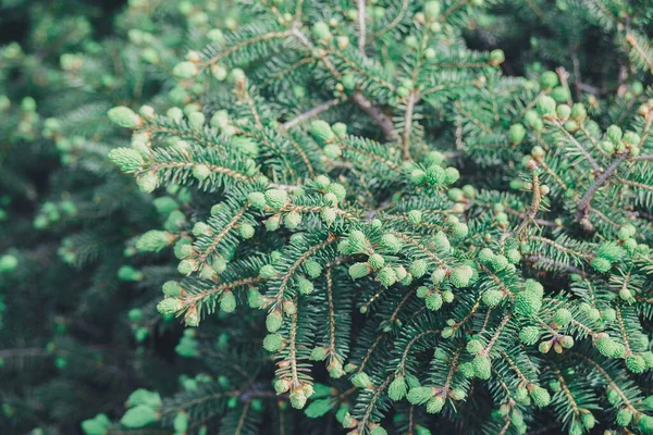 春に撮影されたトウヒの木の芽の新しい若い枝 環境保護と新しい生活の概念 水平マクロストックフォトイメージの背景 — ストック写真