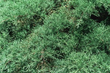 her yeşil selvi ya da küpres, sahte selvi ya da chamaecyparis yakın plan ağaç dalları arka plan, yatay açık hava yaz botanik stok resim tasarımı için duvar kağıdı